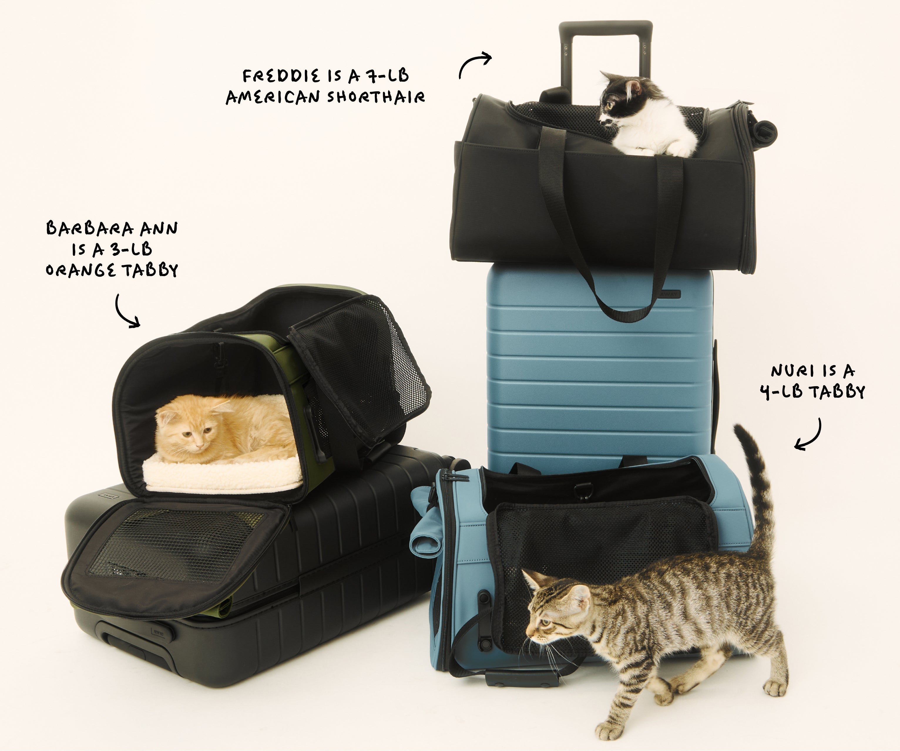 The Pet Carrier in Jet Black